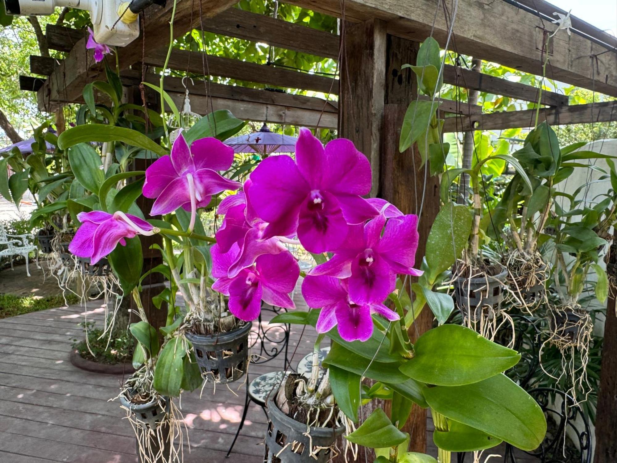 Chiang Mai Las Orquideas Resort Ngoại thất bức ảnh