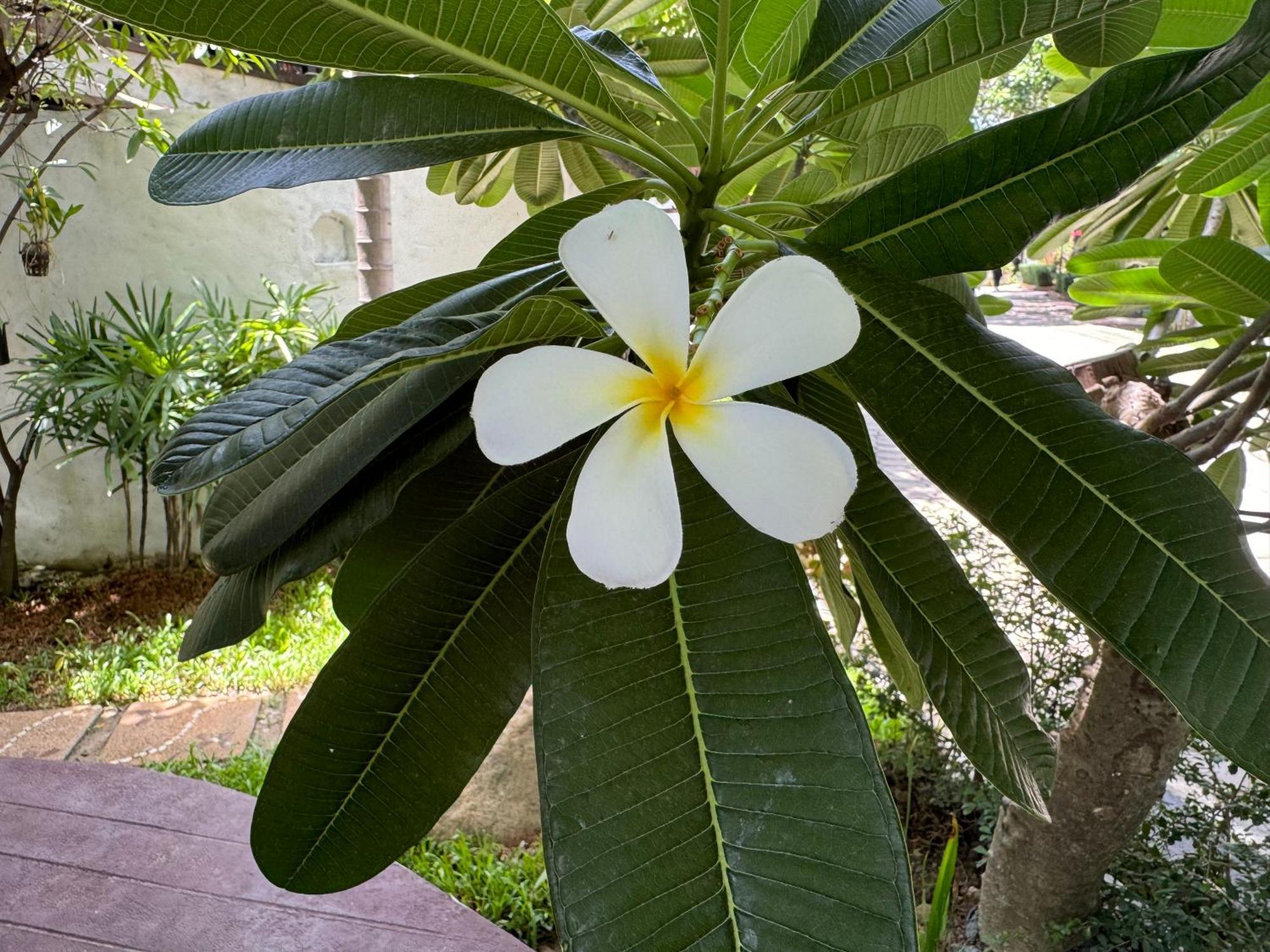 Chiang Mai Las Orquideas Resort Ngoại thất bức ảnh