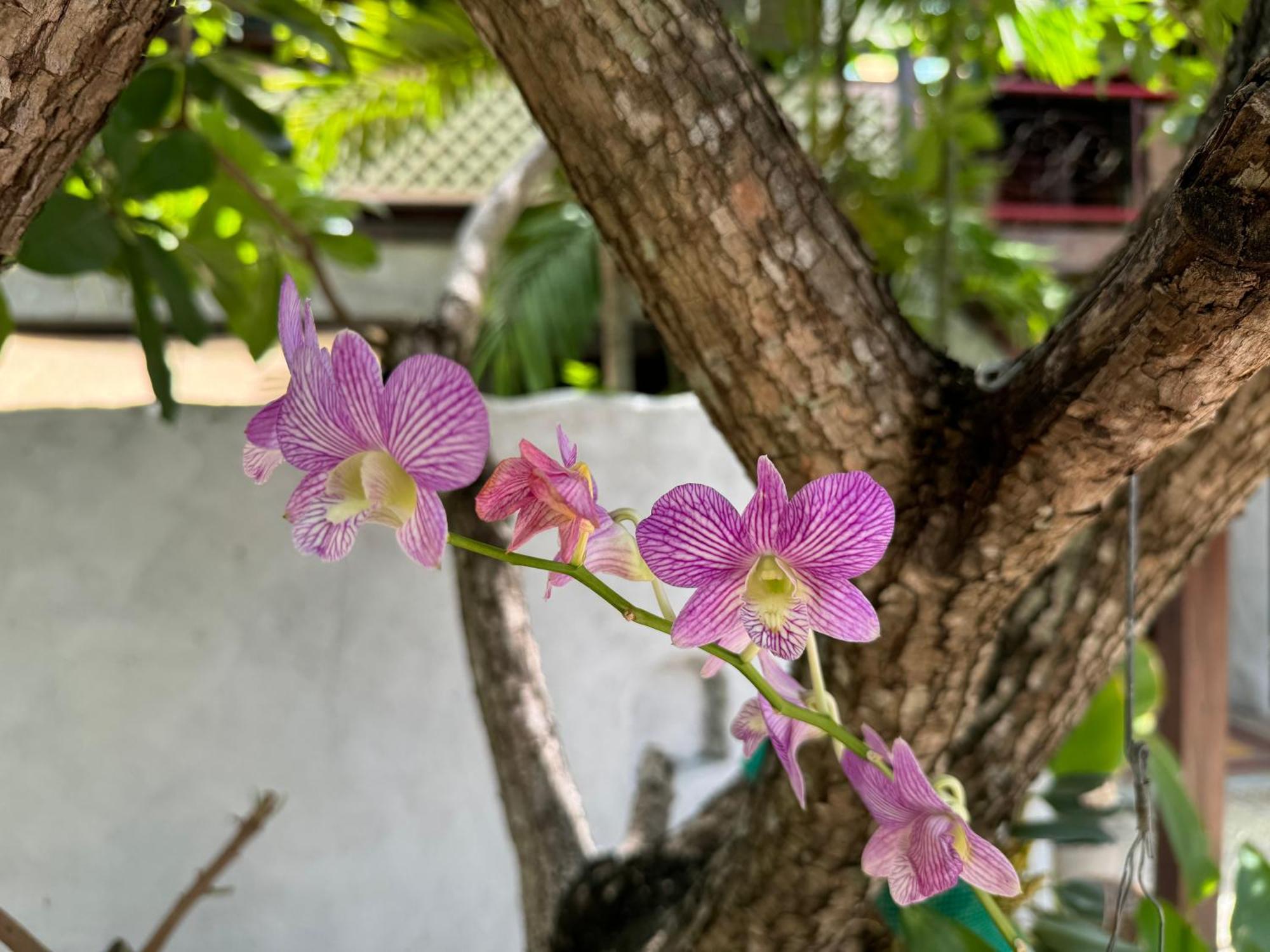 Chiang Mai Las Orquideas Resort Ngoại thất bức ảnh