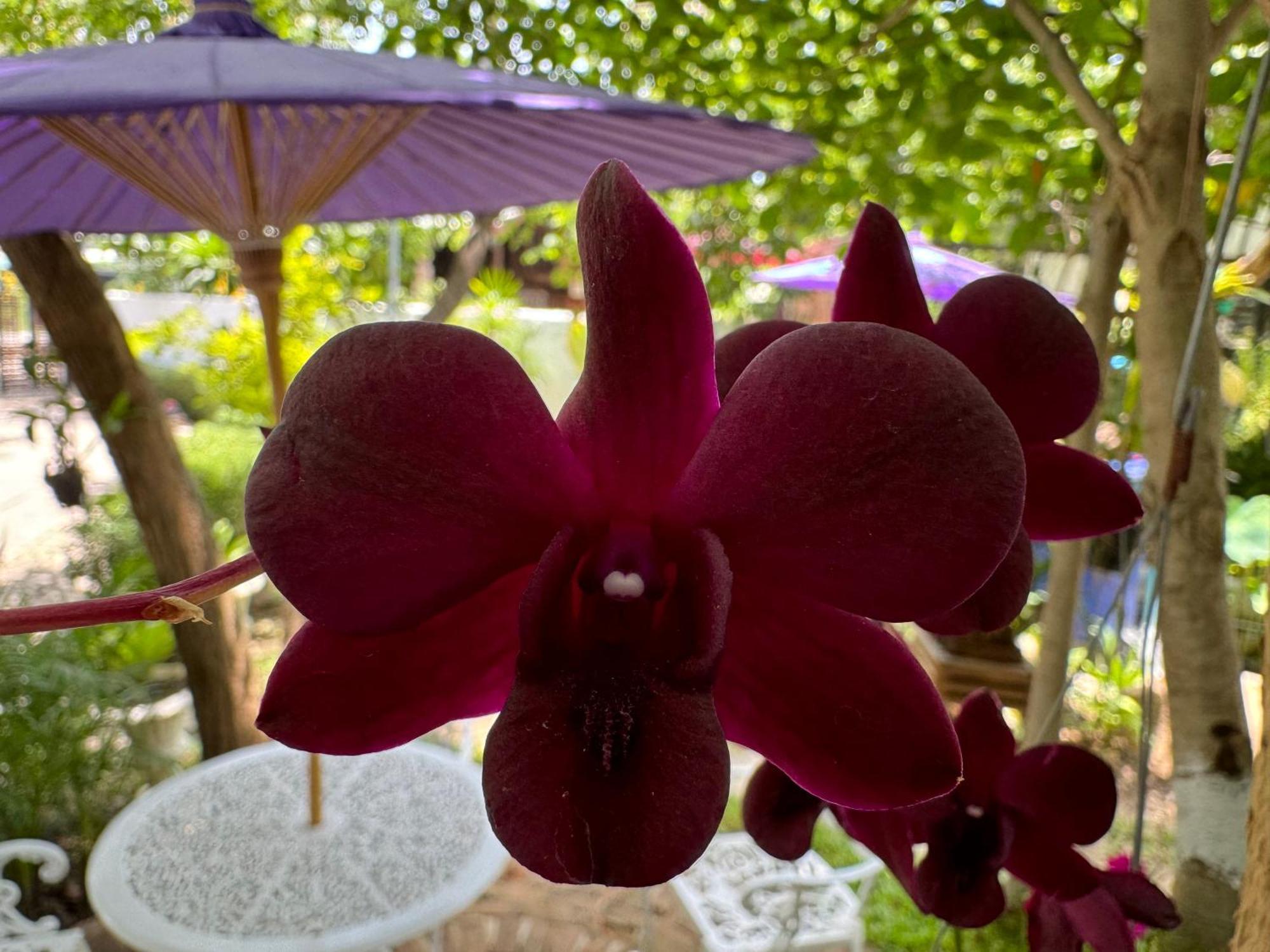 Chiang Mai Las Orquideas Resort Ngoại thất bức ảnh